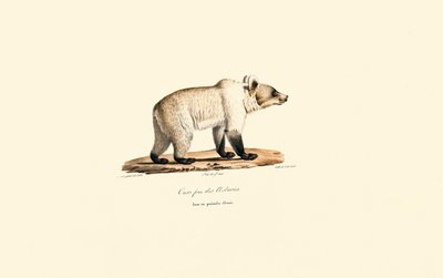 Kantabrisk brunbjørn (Ursus arctos pyrenaicus) av Jacques Christophe Werner