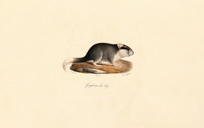 Kappsyvers av Jacques Christophe Werner