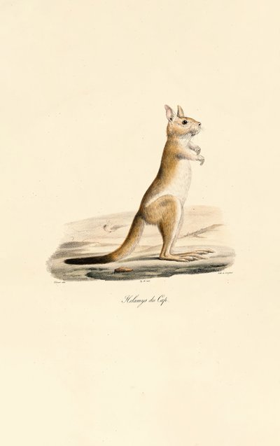 Kapphopphare av Jacques Christophe Werner