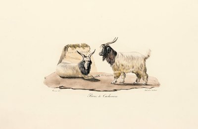  av Jacques Christophe Werner