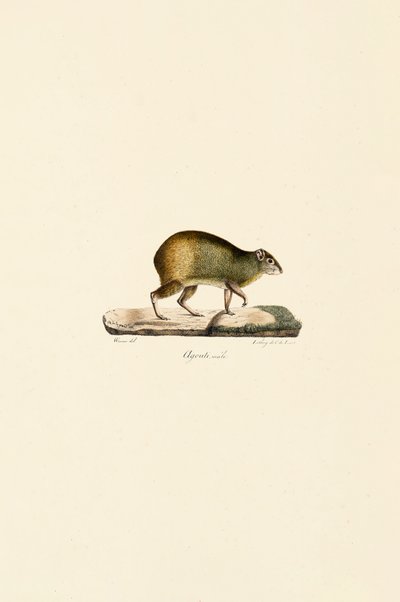  av Jacques Christophe Werner