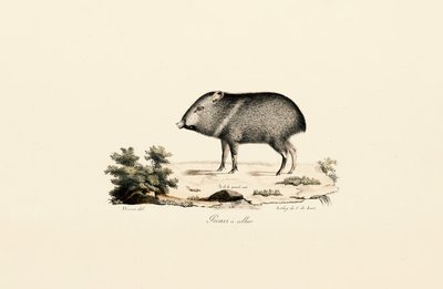  av Jacques Christophe Werner