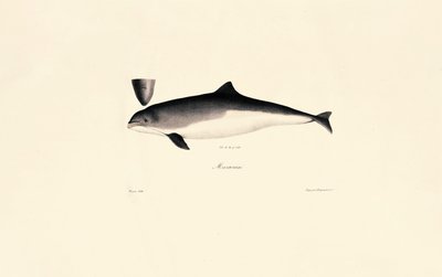 Vanlig tumlerdelfin av Jacques Christophe Werner