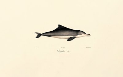  av Jacques Christophe Werner