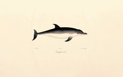 Vanlig delfin av Jacques Christophe Werner