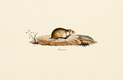 Vanlig hamster av Jacques Christophe Werner