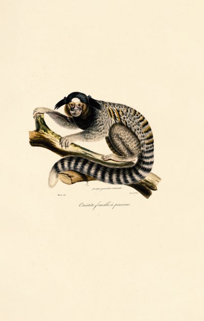  av Jacques Christophe Werner