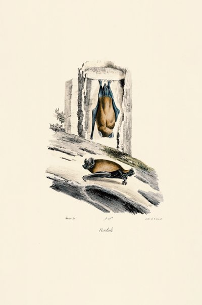 Vanlig nattfugl av Jacques Christophe Werner