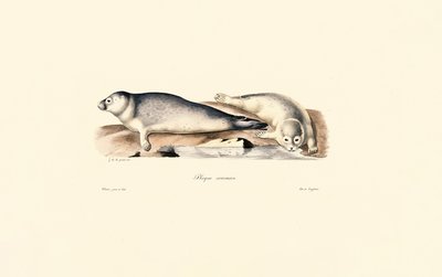 Vanlig segl av Jacques Christophe Werner
