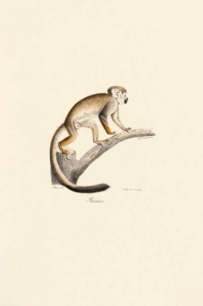  av Jacques Christophe Werner
