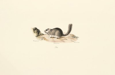 Samlebjørn av Jacques Christophe Werner