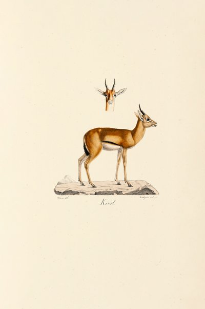 Dorcas-gasellen av Jacques Christophe Werner