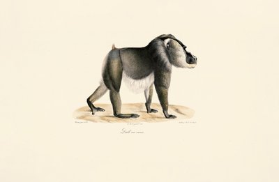  av Jacques Christophe Werner