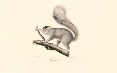 Østlig gråekorn av Jacques Christophe Werner