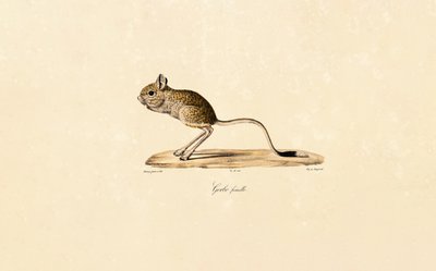 Egyptisk gerbil (hun) av Jacques Christophe Werner