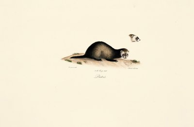  av Jacques Christophe Werner