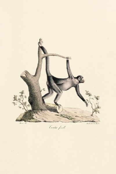  av Jacques Christophe Werner
