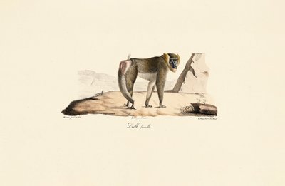  av Jacques Christophe Werner