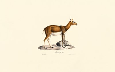  av Jacques Christophe Werner