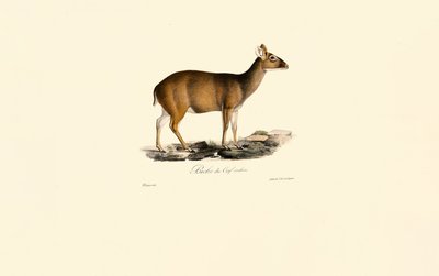  av Jacques Christophe Werner