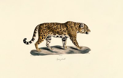 Kvinnelig jaguar av Jacques Christophe Werner