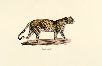 Hunnleopard av Jacques Christophe Werner