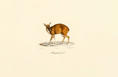 Hunnlig Muntjac av Jacques Christophe Werner