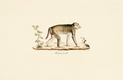  av Jacques Christophe Werner