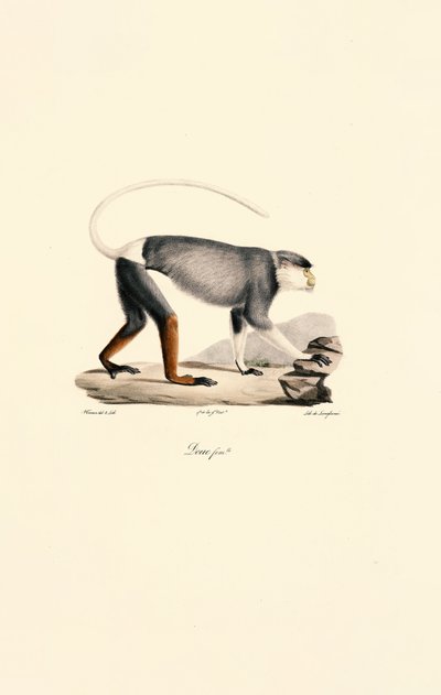  av Jacques Christophe Werner