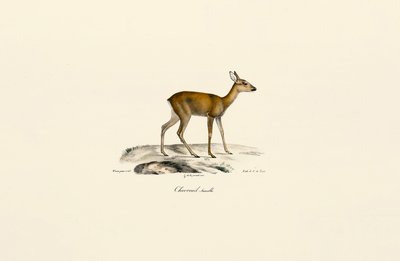 Rådyr hunn av Jacques Christophe Werner