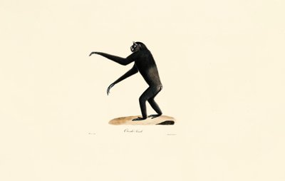 Kvinnelig Siamang av Jacques Christophe Werner