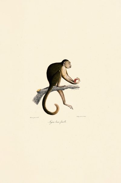  av Jacques Christophe Werner