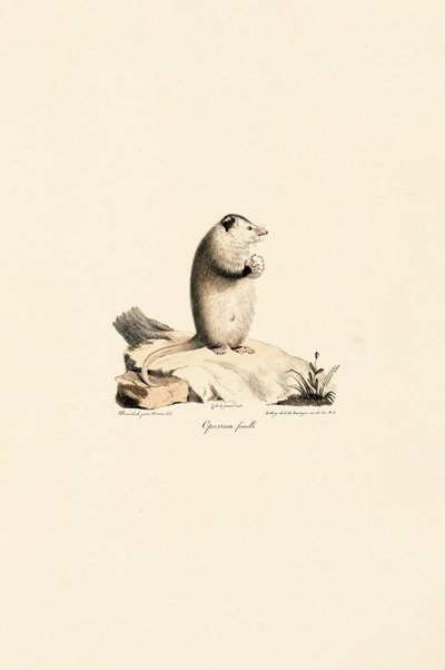  av Jacques Christophe Werner