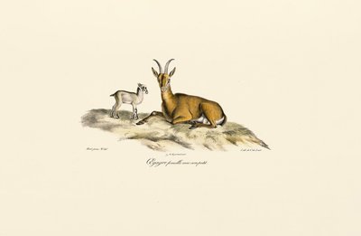  av Jacques Christophe Werner