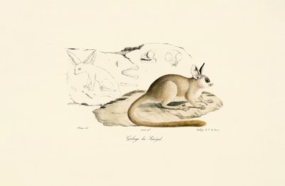  av Jacques Christophe Werner