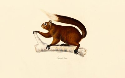  av Jacques Christophe Werner
