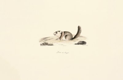 Gambisk solekorn av Jacques Christophe Werner