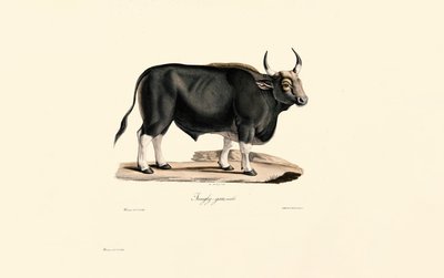 Gaur-mann av Jacques Christophe Werner