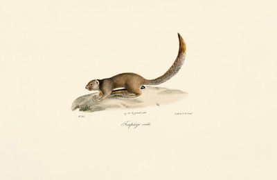 Gullkappet jordekorn (hann) av Jacques Christophe Werner
