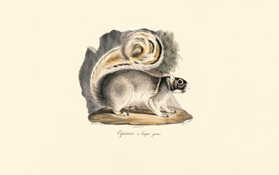 Gullkappet bakkeekorn av Jacques Christophe Werner