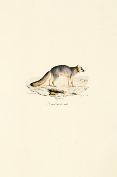 Grårevhann (Urocyon cinereoargenteus) av Jacques Christophe Werner