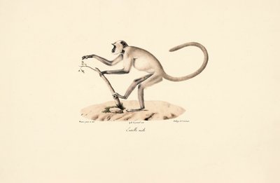 Grå Hanuman Lang av Jacques Christophe Werner