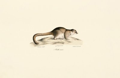 Grå muselemur av Jacques Christophe Werner