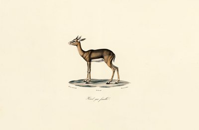 Grå rørbukk (hunn) av Jacques Christophe Werner