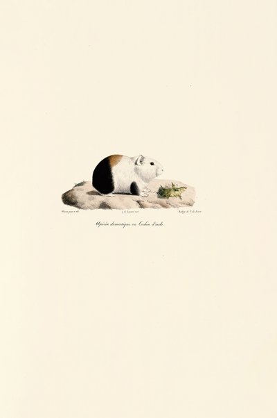  av Jacques Christophe Werner