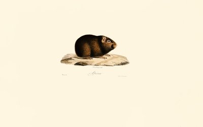  av Jacques Christophe Werner