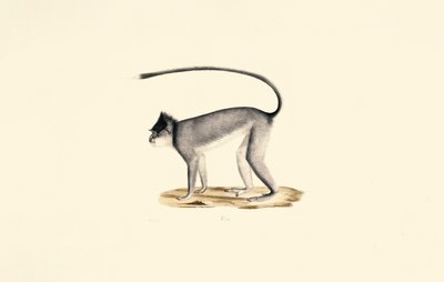 Hanuman Langur av Jacques Christophe Werner