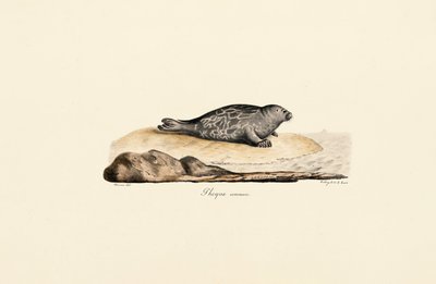  av Jacques Christophe Werner