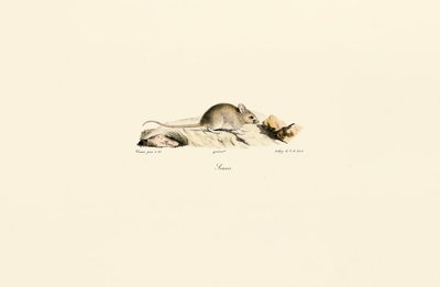 av Jacques Christophe Werner