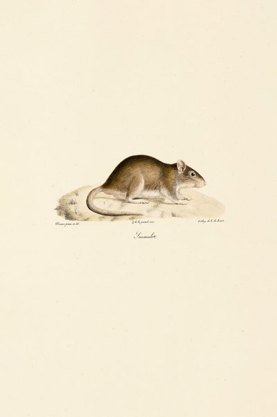  av Jacques Christophe Werner